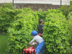 Kinder die an einer Hecke spielen.
